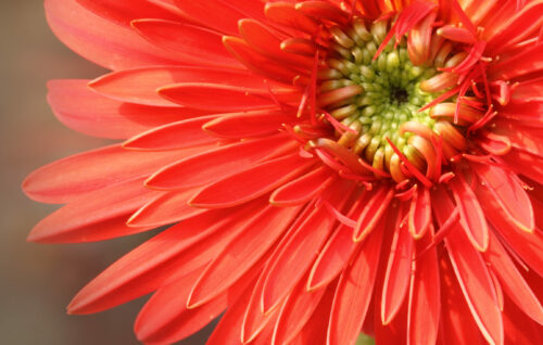 Mini-Gerbera - Germini