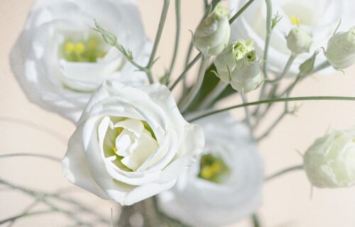 Lisianthus - Blumenhaus-Schermer.de